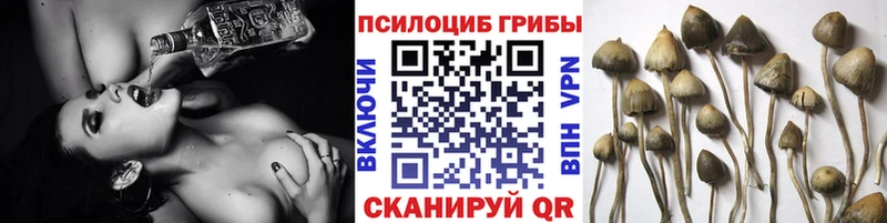 Псилоцибиновые грибы Psilocybine cubensis  OMG tor  Красноуфимск 